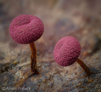 Image of Physarum roseum