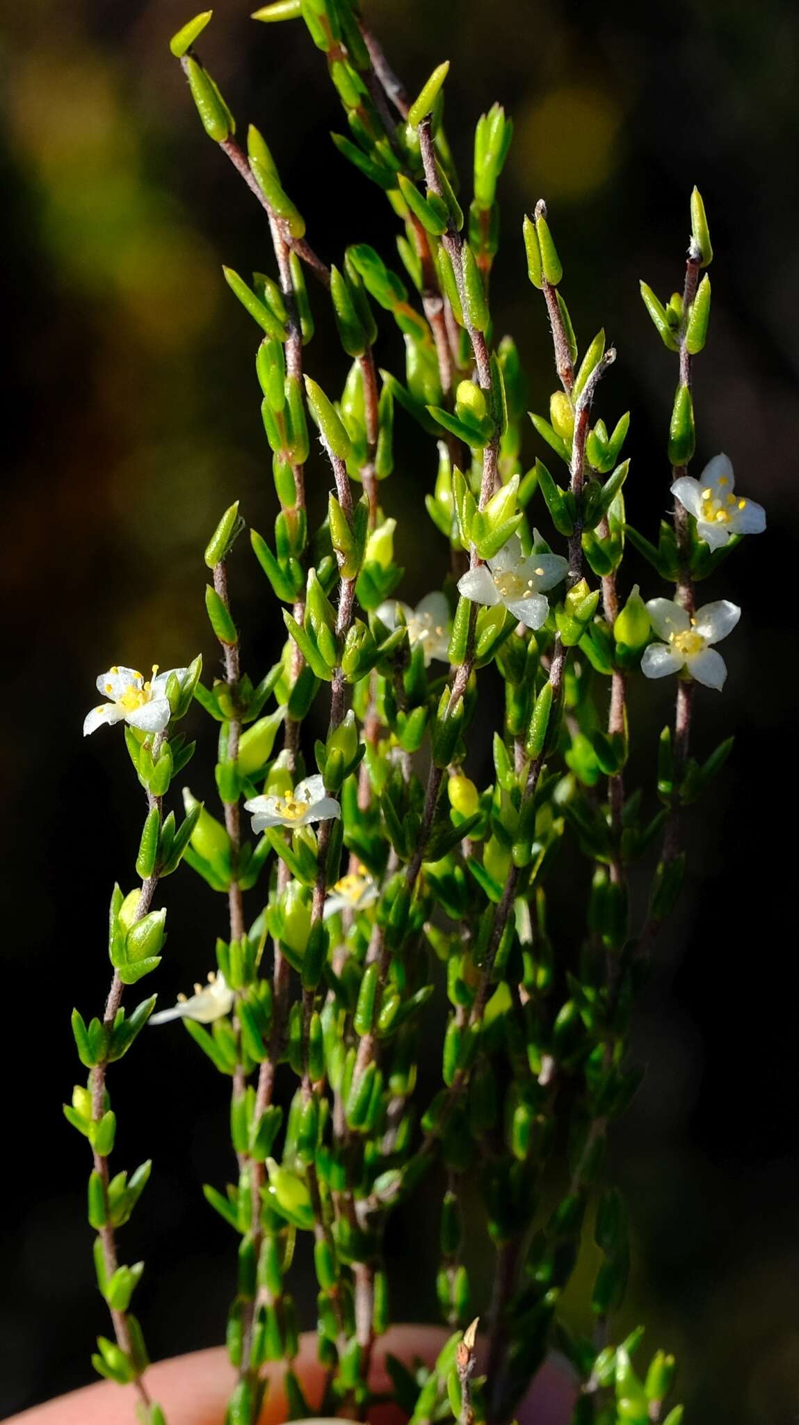 Image of Lachnaea axillaris Meissn.