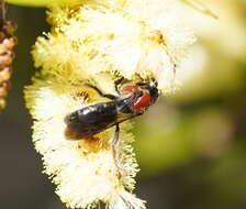 Lasioglossum callomelittinum (Cockerell 1910)的圖片