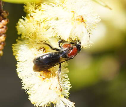 Image of Lasioglossum callomelittinum (Cockerell 1910)