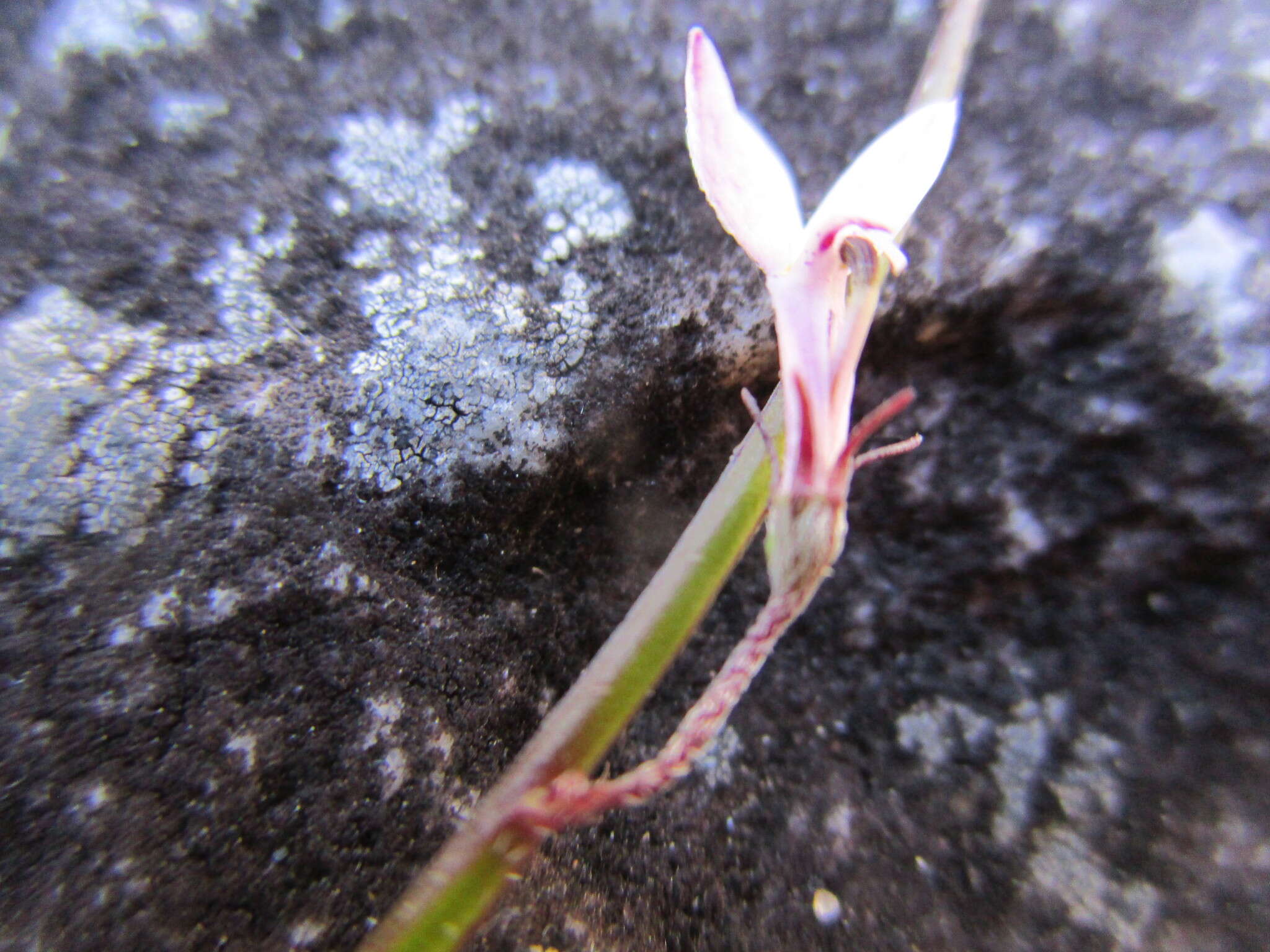 Imagem de Lobelia patula L. fil.