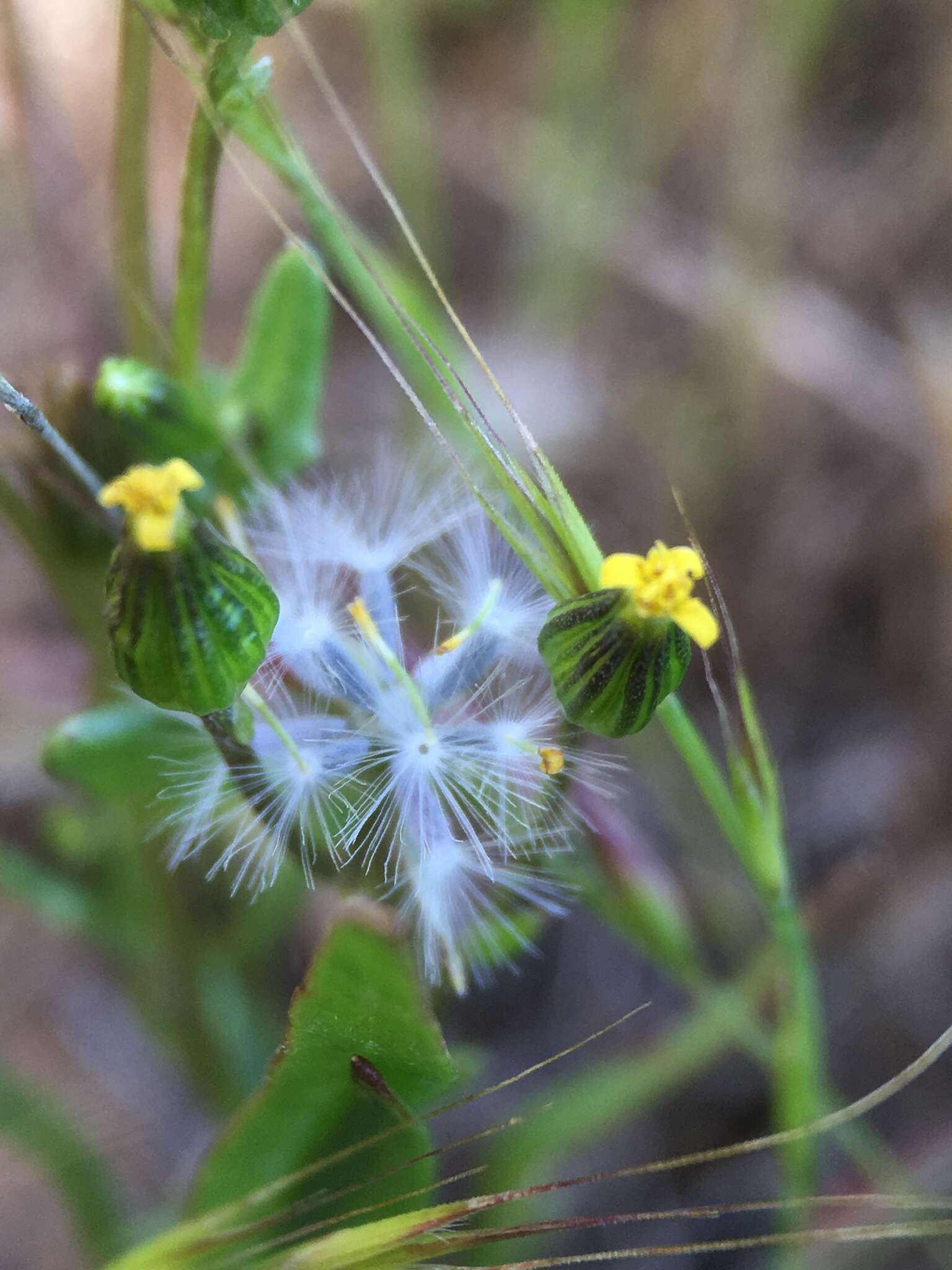 Plancia ëd Senecio aphanactis Greene