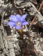 صورة <i>Gentiana loureiroi</i> (G. Don) Grisebach