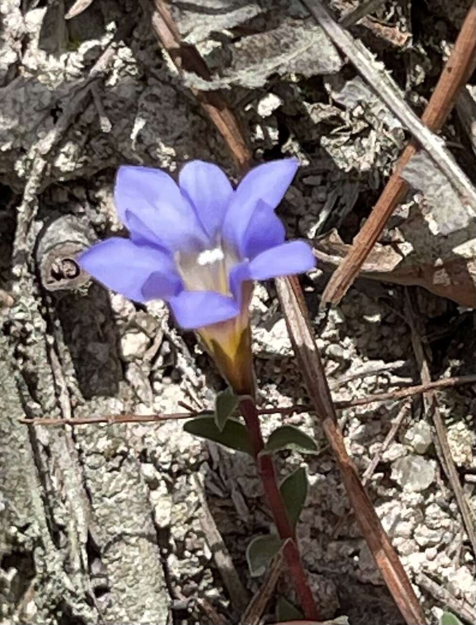 صورة <i>Gentiana loureiroi</i> (G. Don) Grisebach