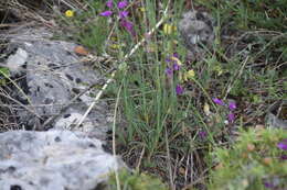 Image of Dianthus sylvestris subsp. tergestinus (Rchb.) Hayek