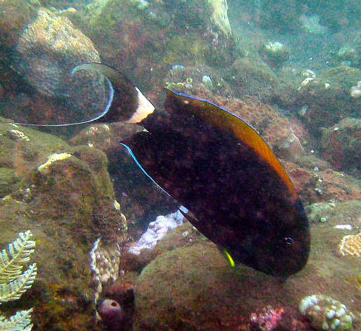 Image of Black-barred Surgeonfish