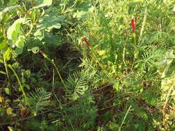 Image of Cypress Vine