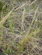 Image de Aristida rufescens Steud.