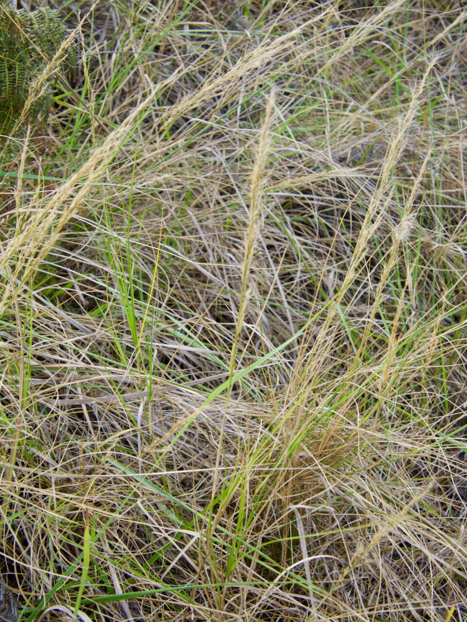 Image de Aristida rufescens Steud.