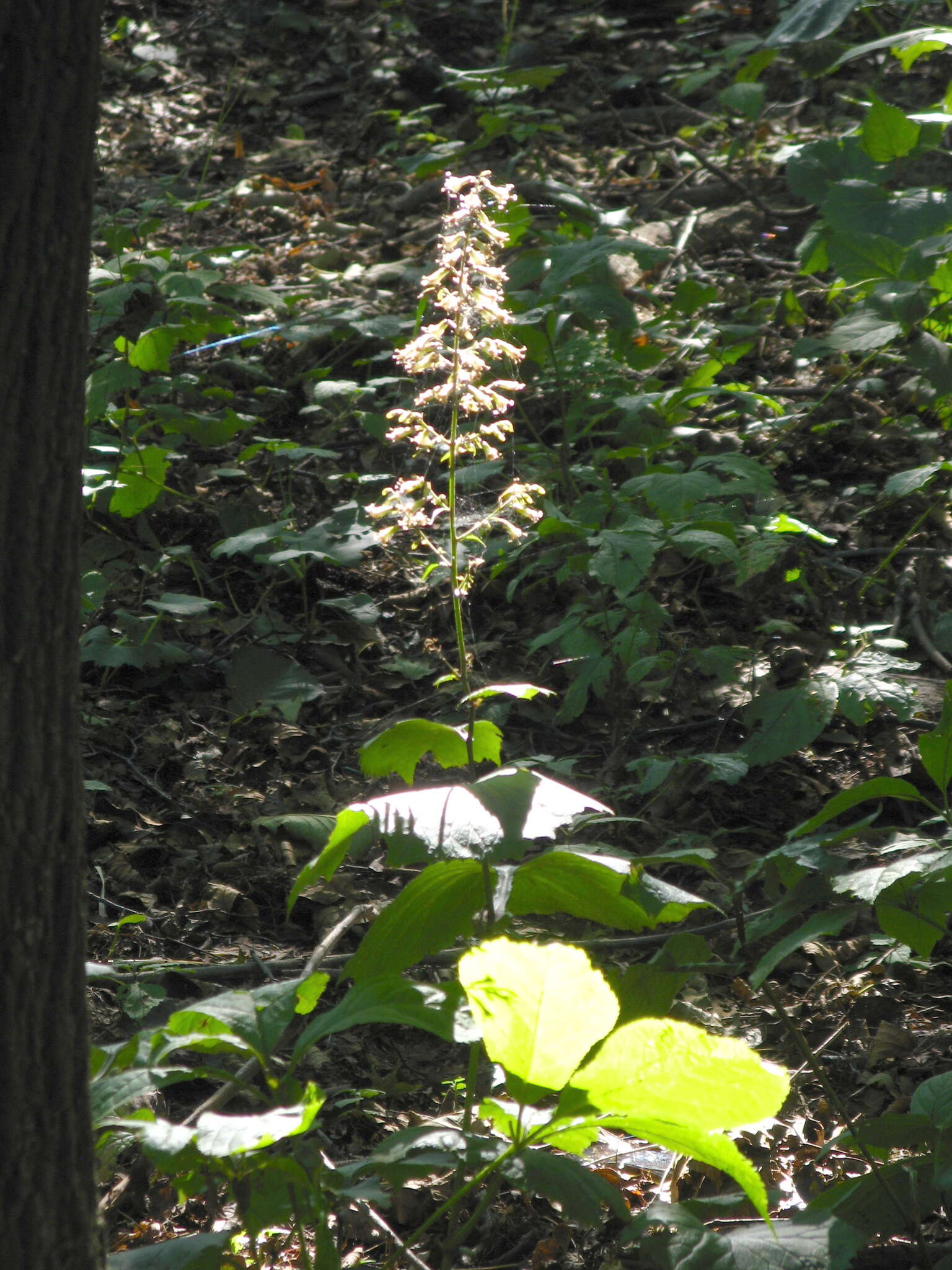 Image of Parasenecio praetermissus (Pojark.) Y. L. Chen