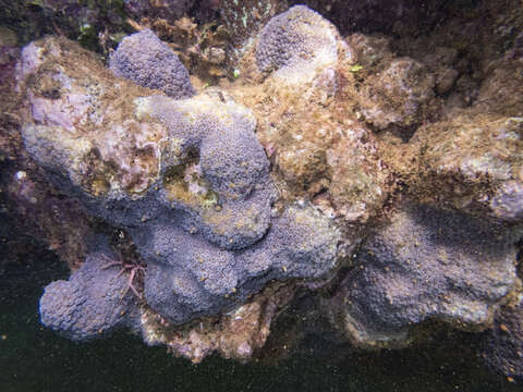 Image of Lesser Knob Coral