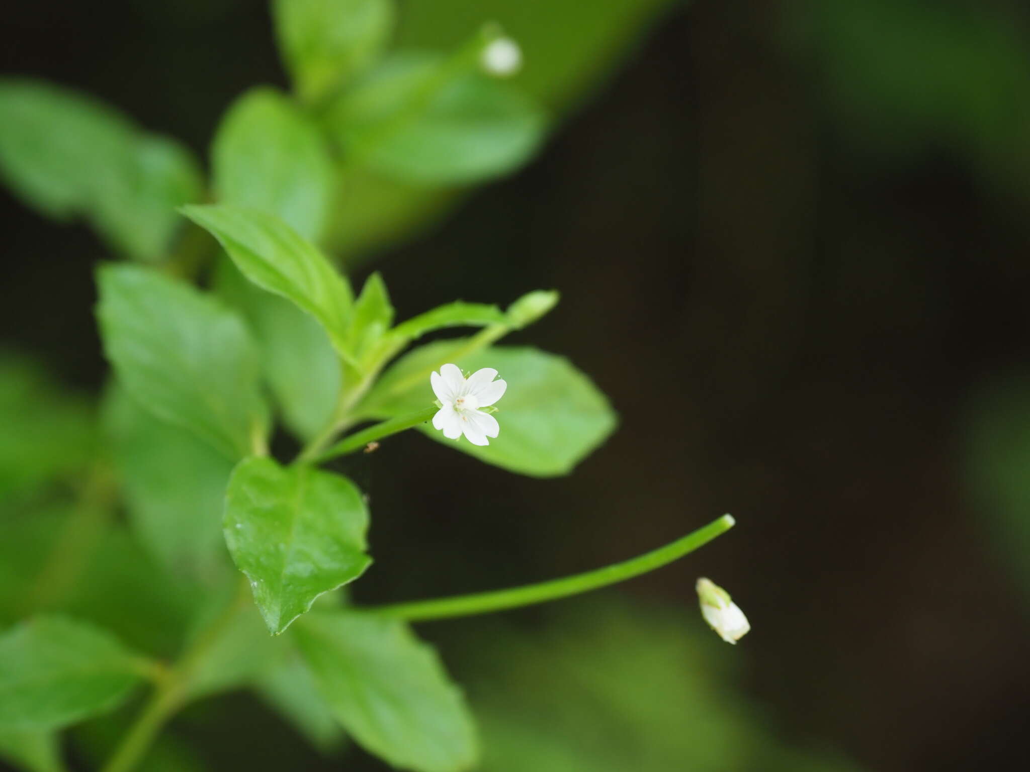 Image of Epilobium amurense subsp. cephalostigma (Haussknecht) C. J. Chen, P. C. Hoch & P. H. Raven