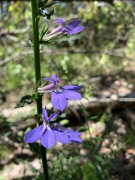 Image de Lobelia georgiana McVaugh