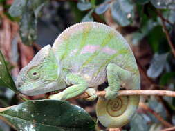 Image of Parson’s chameleon