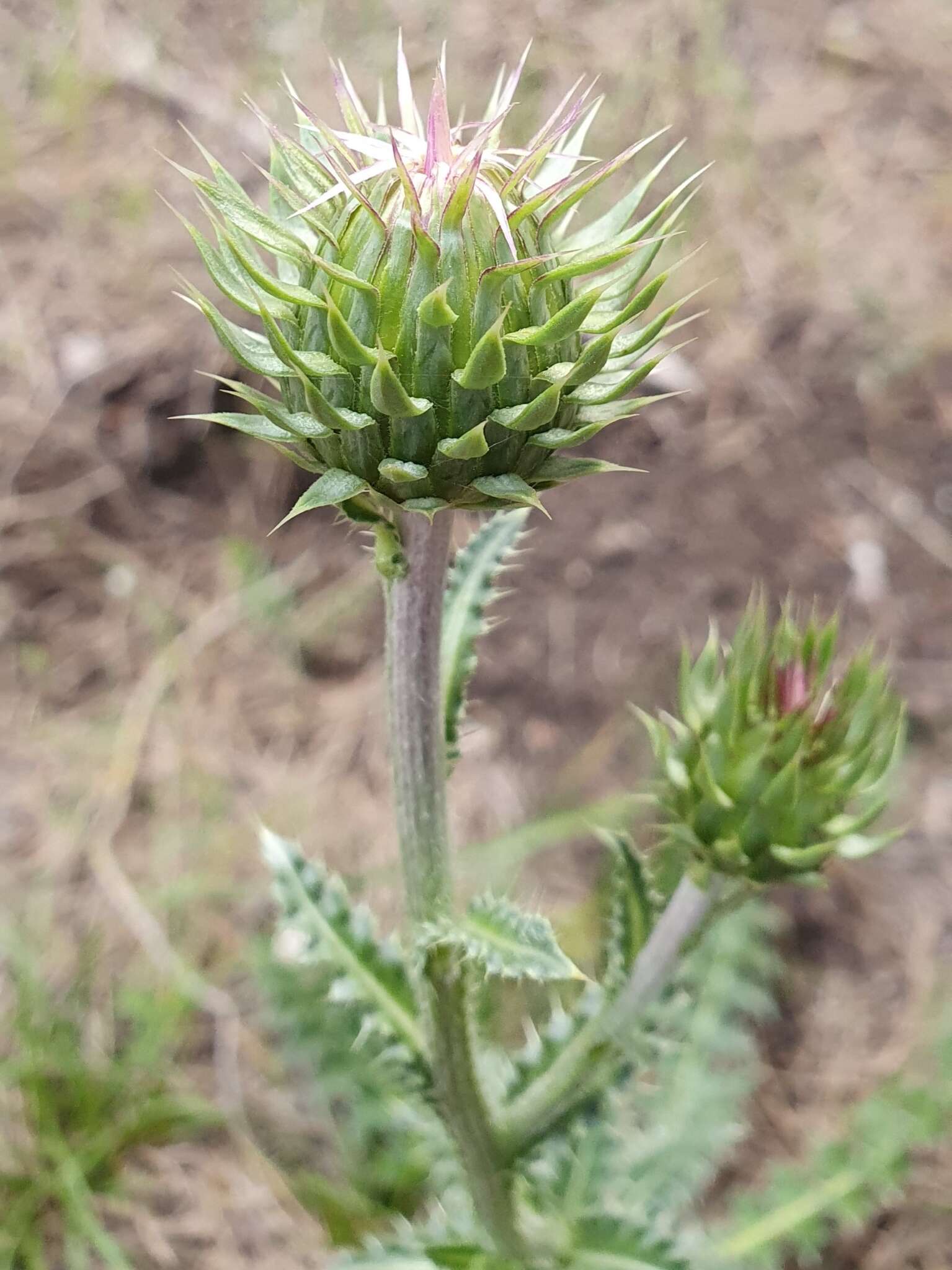 Plancia ëd Carduus macrocephalus Desf.