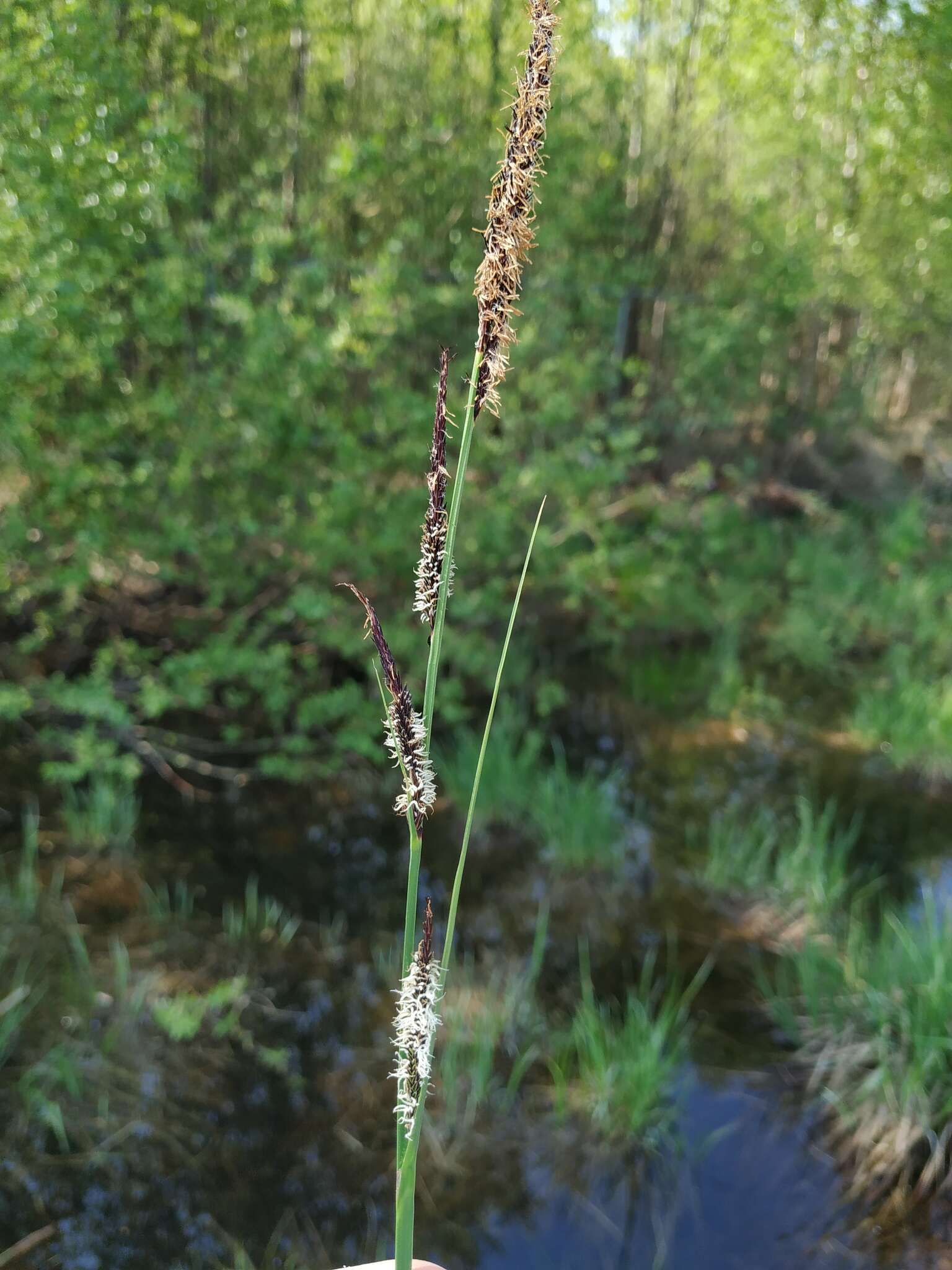 Sivun Carex elata subsp. omskiana (Meinsh.) Jalas kuva