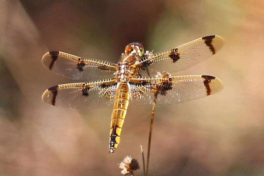 Image of Painted Skimmer