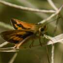 صورة Taractrocera anisomorpha Lower 1911