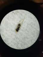 Bactericera dorsalis (Crawford 1914) resmi