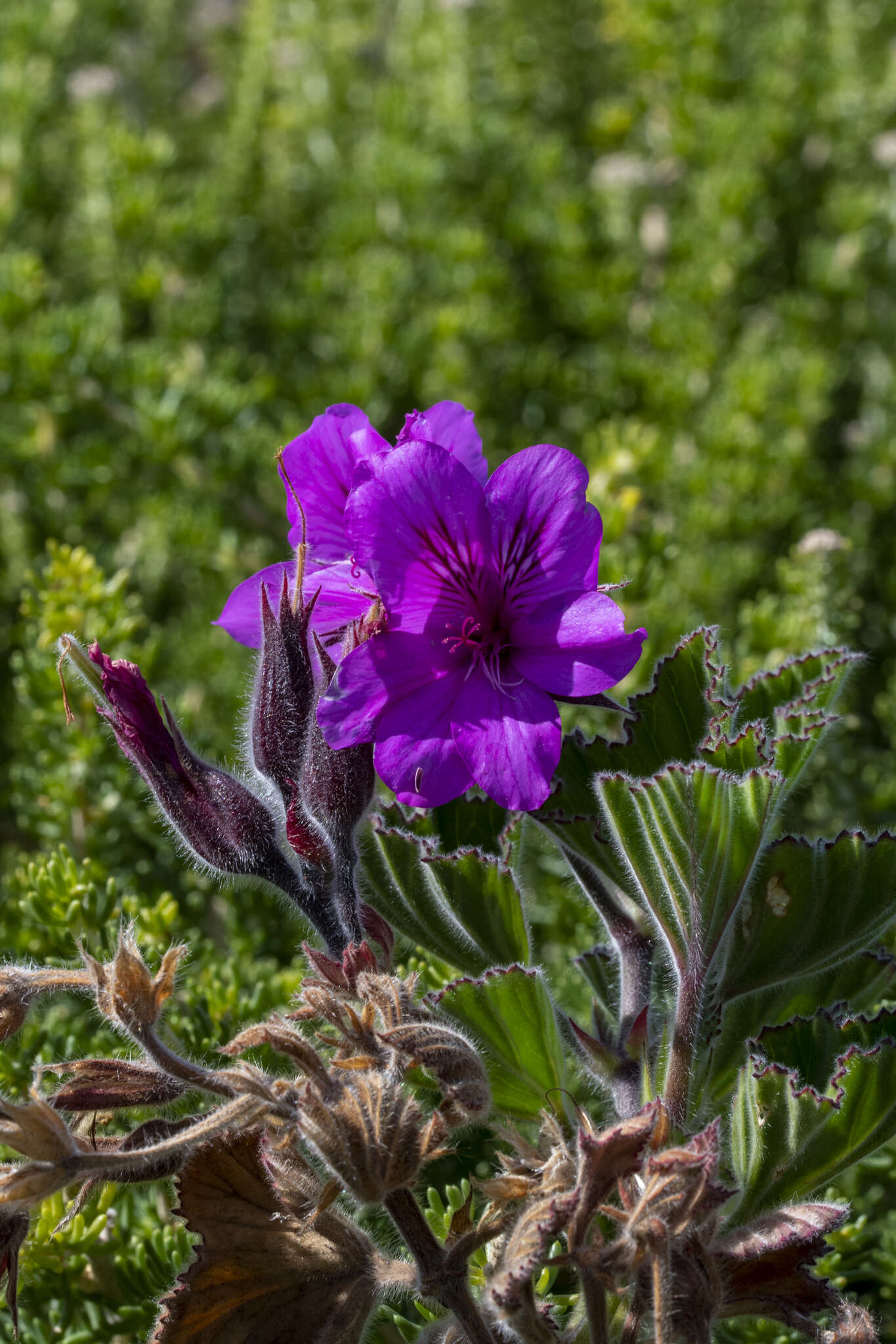 Слика од Pelargonium cucullatum subsp. cucullatum