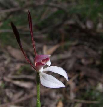 Imagem de Leptoceras menziesii (R. Br.) Lindl.