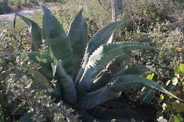 Image of Agave marmorata Roezl