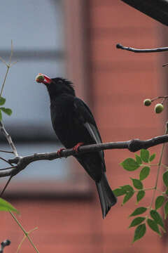 صورة Hypsipetes leucocephalus nigerrimus Gould 1863