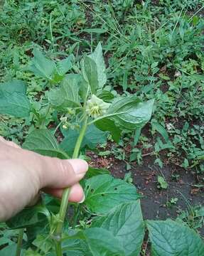 Image de Jaltomata procumbens (Cav.) J. L. Gentry