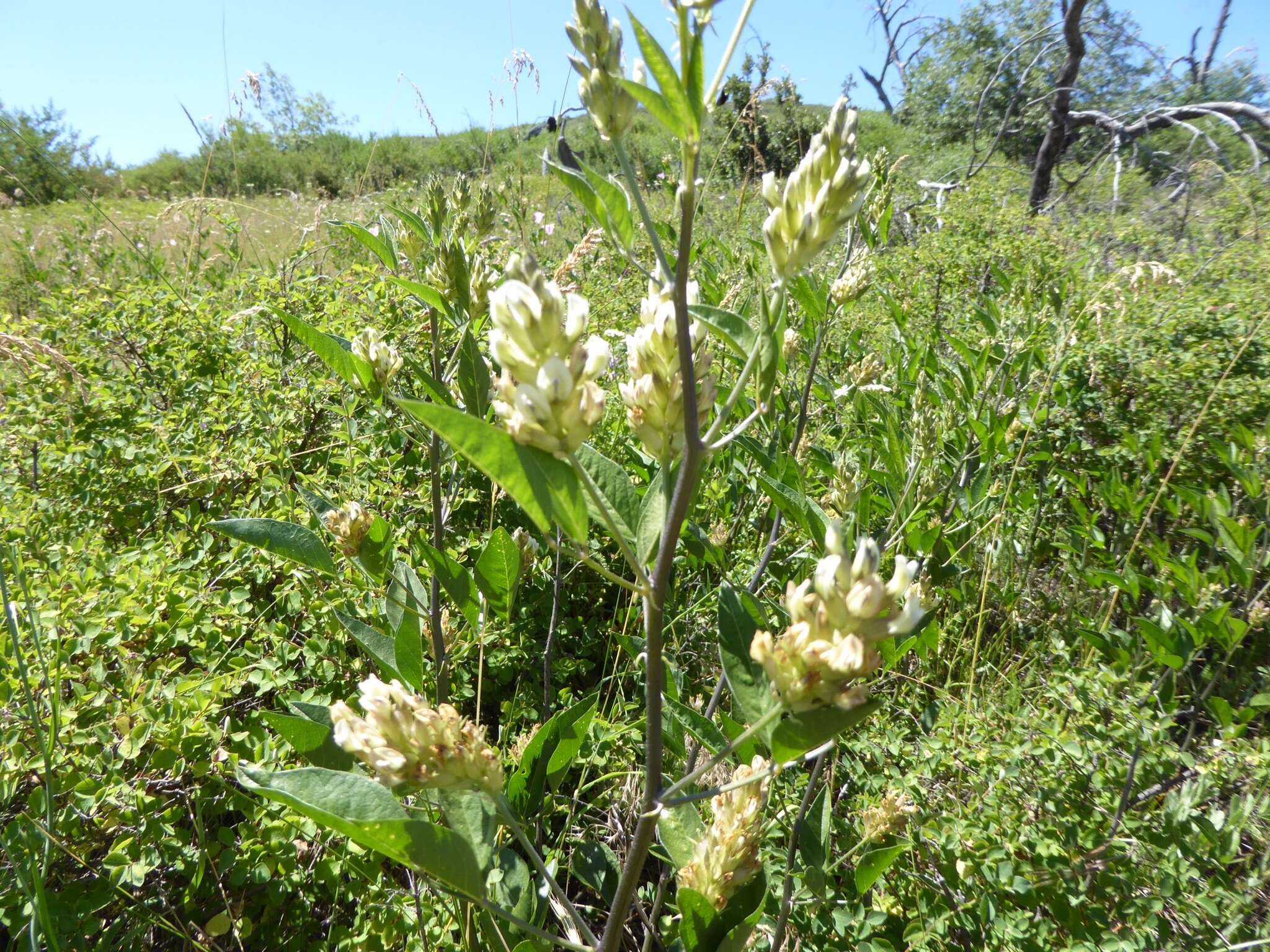 Image of Parish's California tea