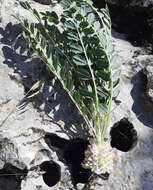 Imagem de Astragalus oleaefolius DC.