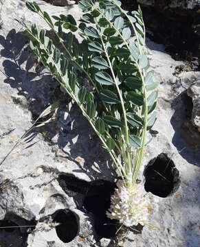 Image of Astragalus oleaefolius DC.