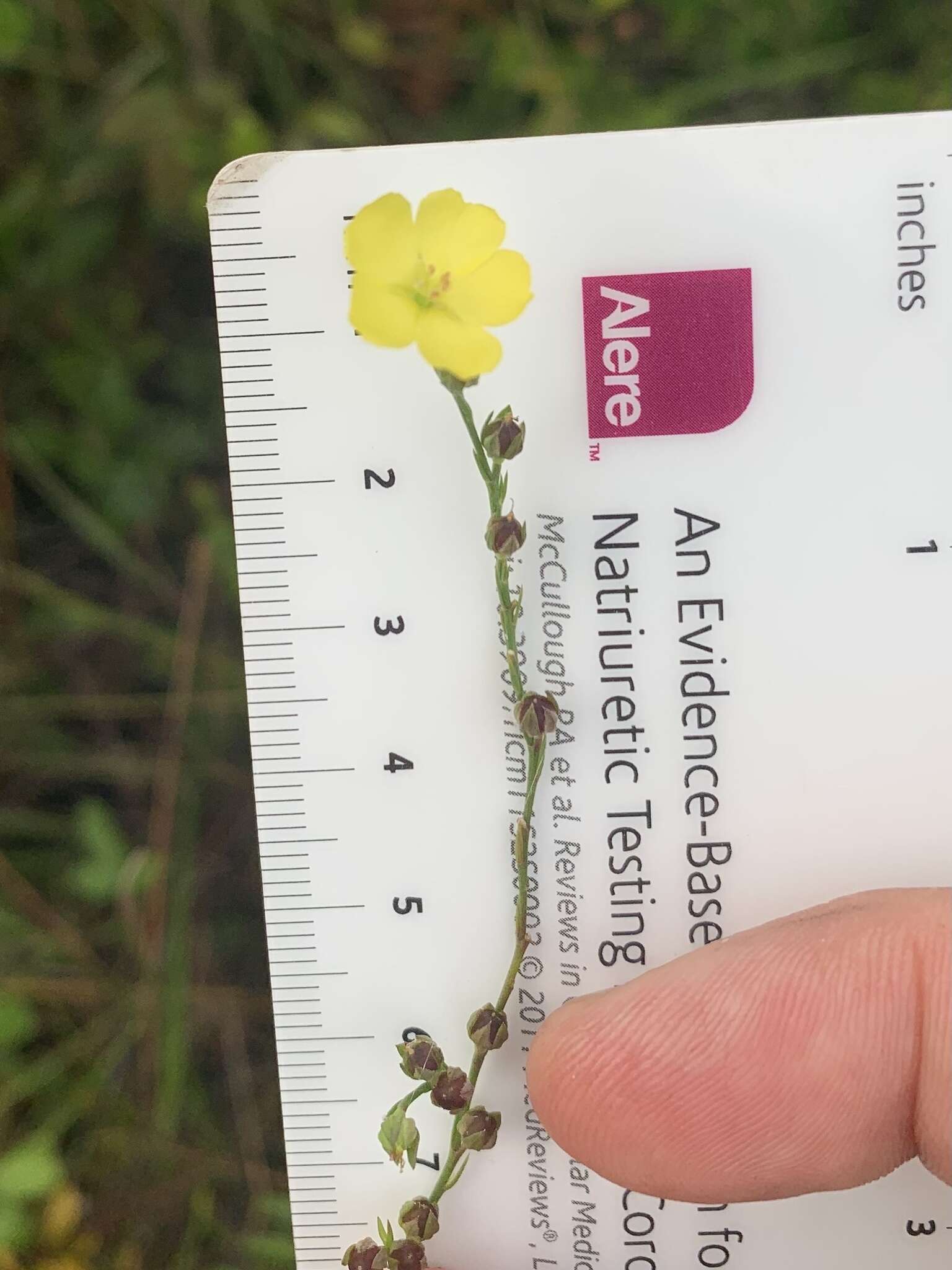 Image of Linum floridanum var. floridanum