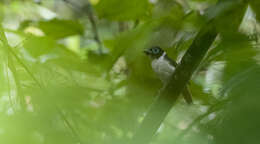 Image of Sarcophanops Gould 1877