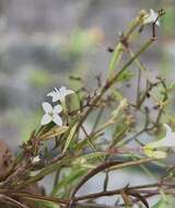 Image of Florida diamondflowers