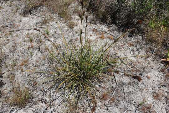 Image of Tetraria eximia C. B. Clarke