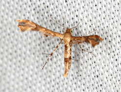 Image de Nippoptilia cinctipedalis Walker 1864