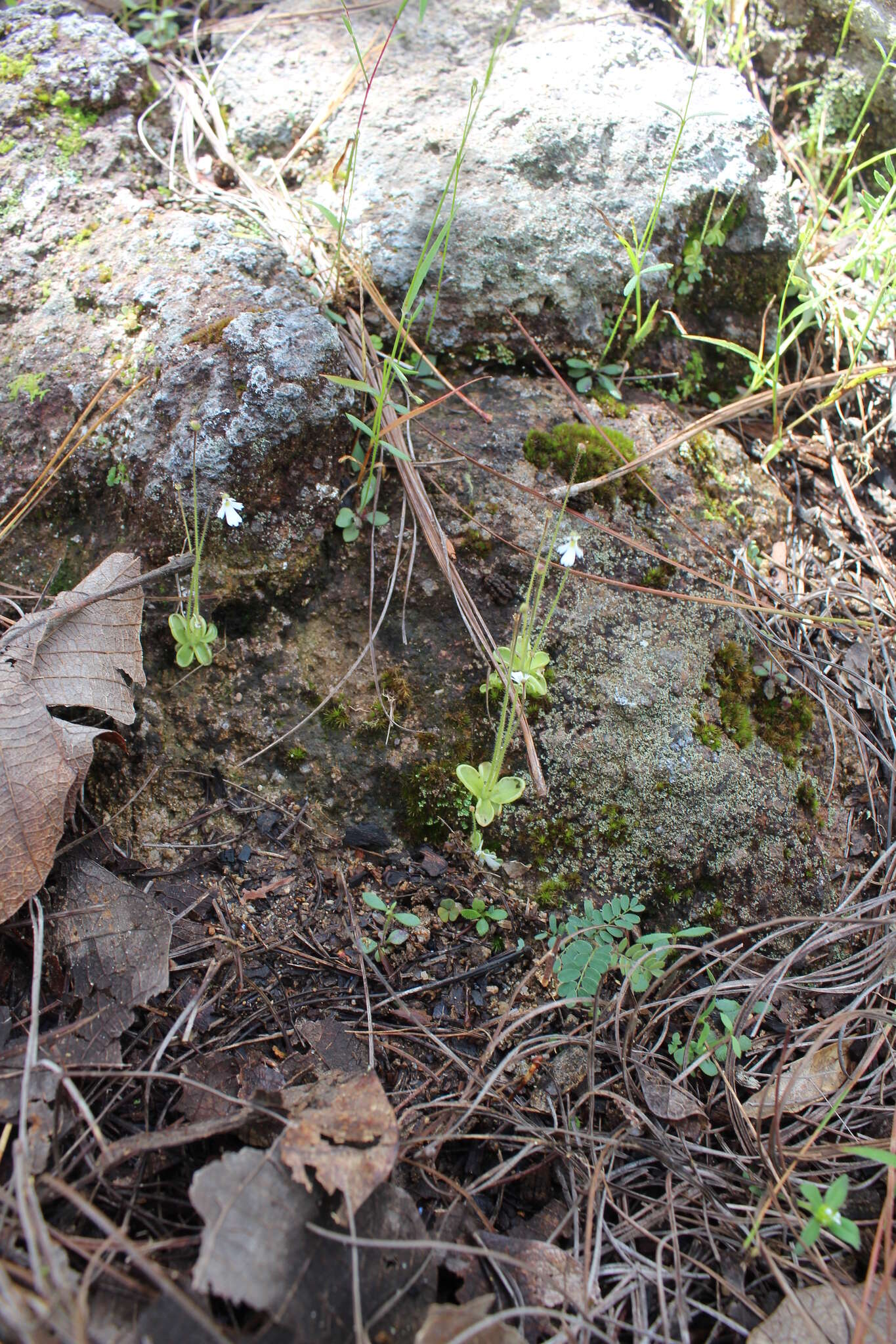 Image of Pinguicula crenatiloba DC.