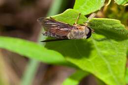 صورة Tabanus fumipennis Wiedemann 1828