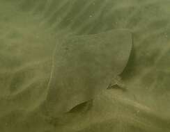 Image of California Butterfly Ray