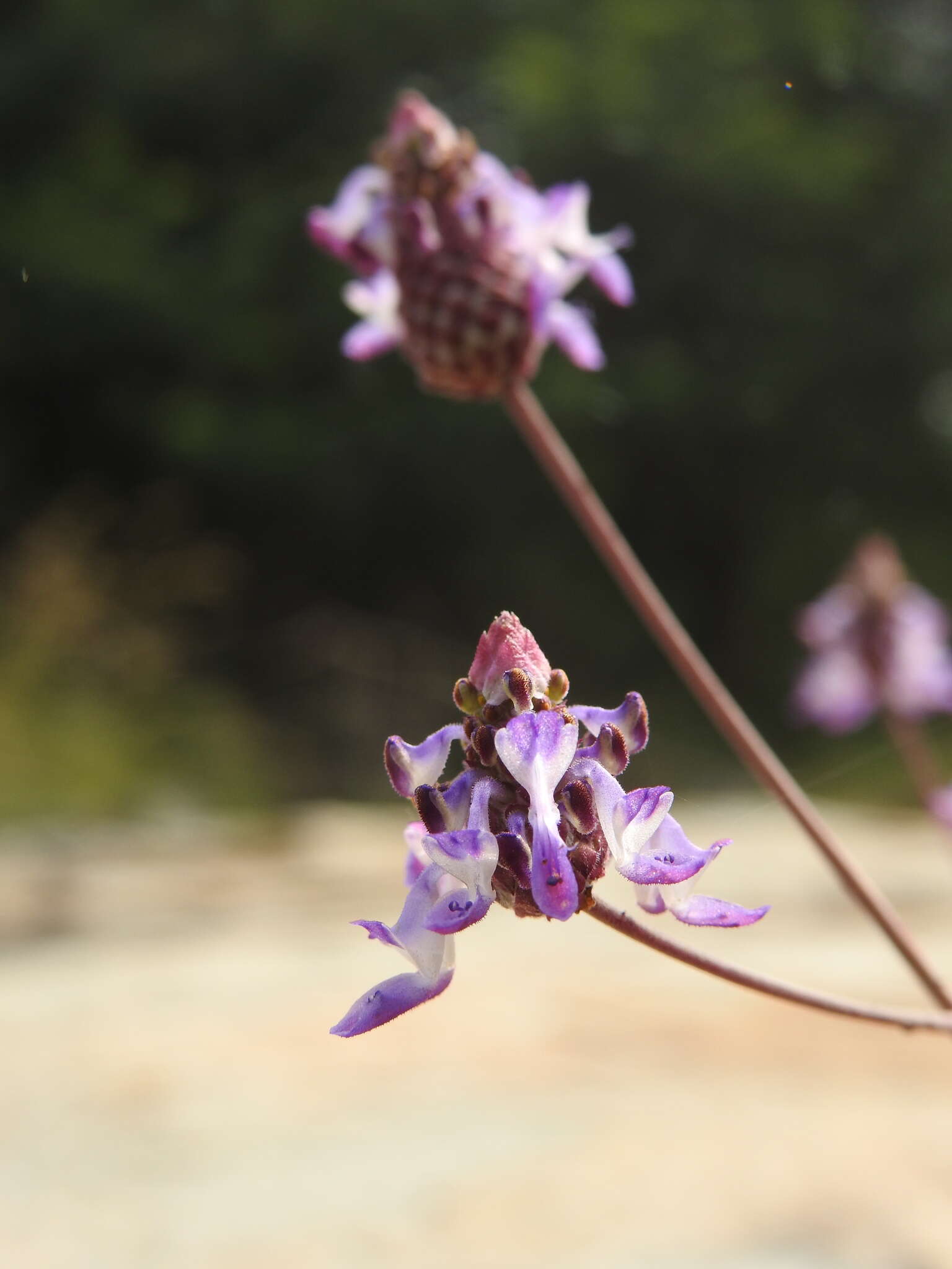 Image of <i>Coleus strobilifer</i>