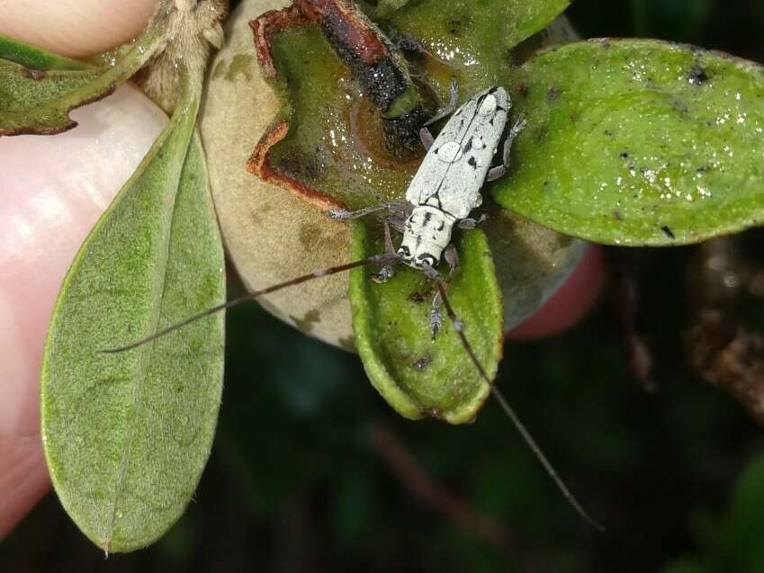 Image of Prosopocera (Paralphitopola) maculosa (Pascoe 1858)