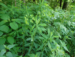 Image of Darlington's Glade Spurge