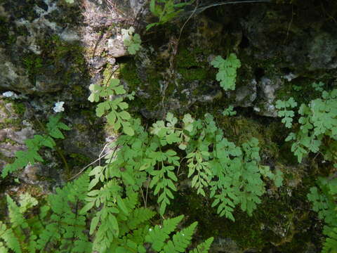 Sivun Cryptogramma stelleri (Gmel.) Prantl kuva