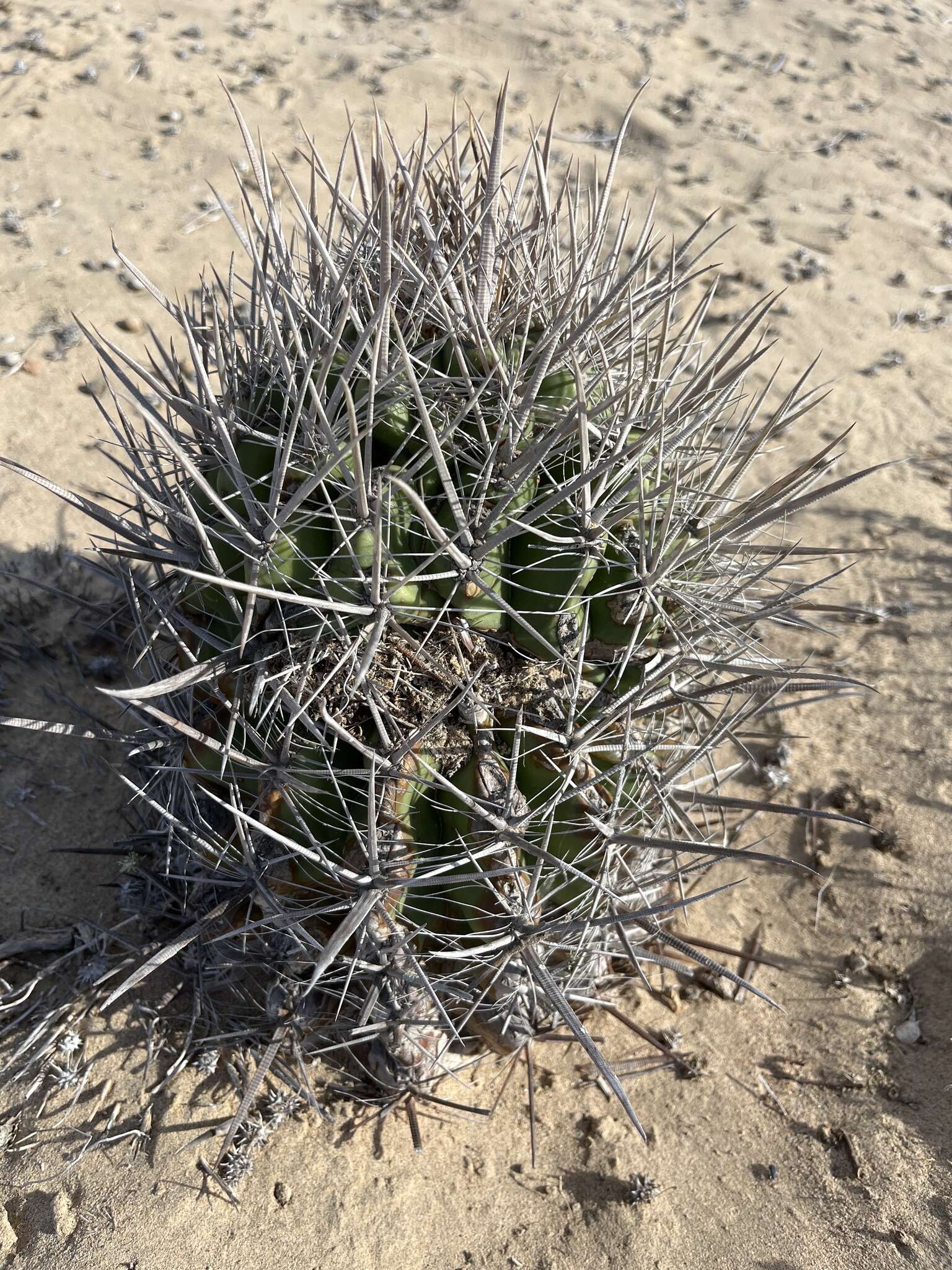 Ferocactus santa-maria Britton & Rose resmi