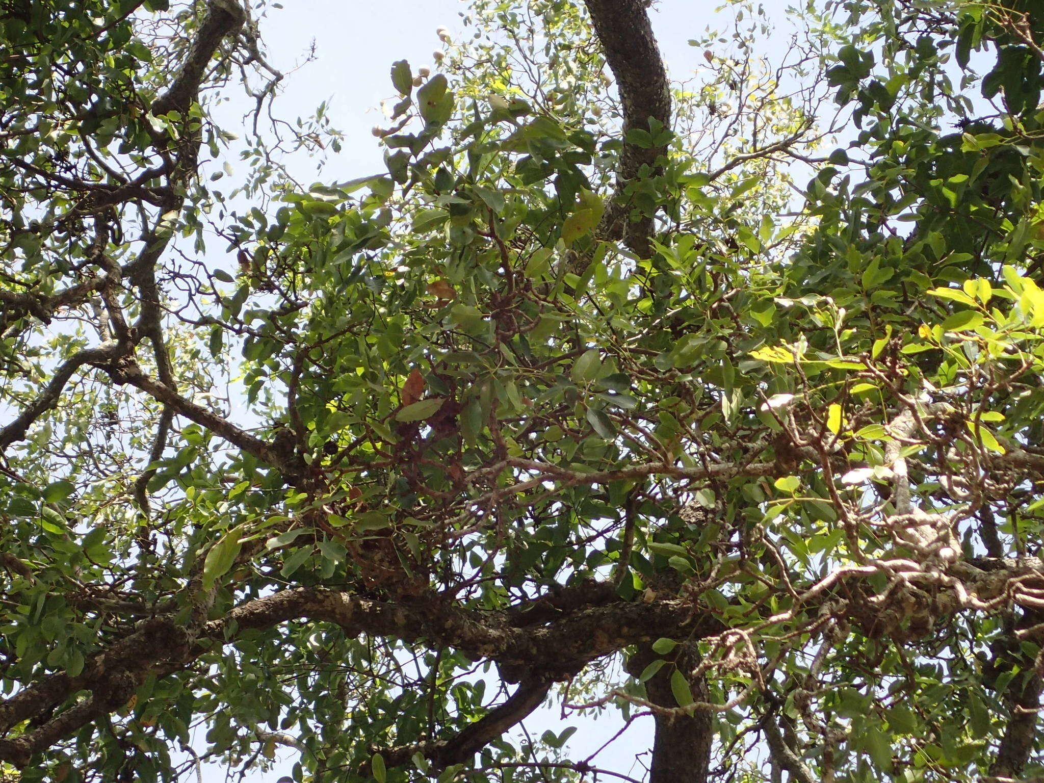 Image of African Mahogany