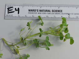 Image of slender yellow woodsorrel