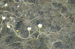 Ranunculus longirostris Godr.的圖片