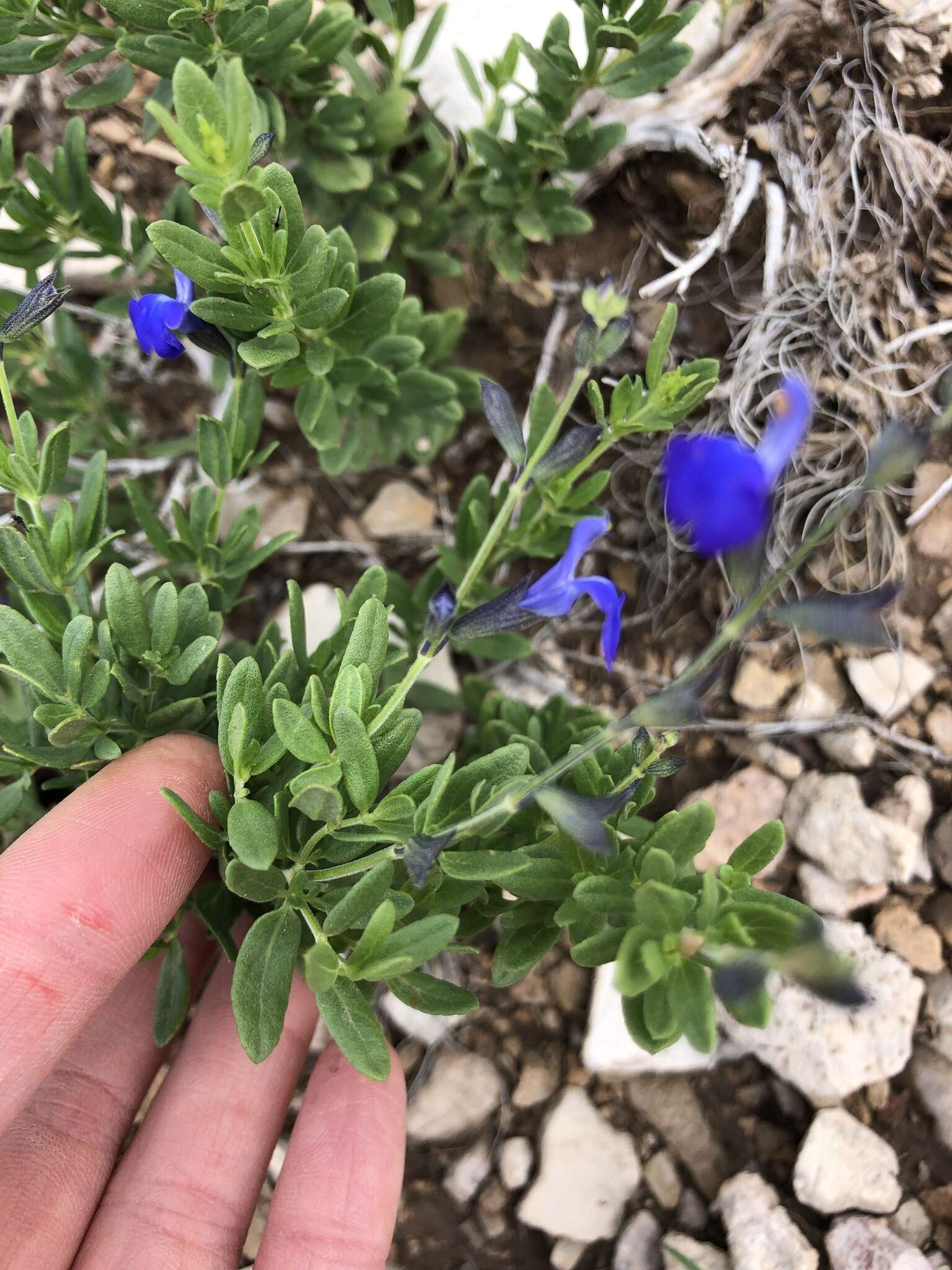 Imagem de Salvia lycioides A. Gray