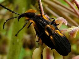 Sivun Lyconotus lateralis (Melsheimer 1846) kuva