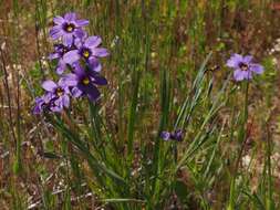 Image of western blue-eyed grass